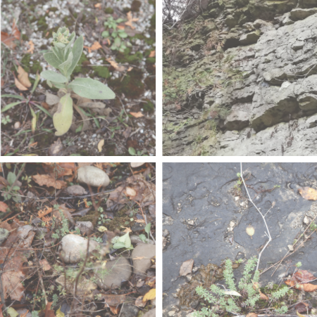 site-images
